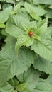 A ladybug is sitting on a green leaf Royalty Free Stock Photo