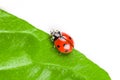 Ladybug sitting on a green leaf Royalty Free Stock Photo