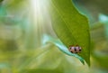 Ladybug sitting on green leaf on a sunny spring or summer day, clean environment eco banner background Royalty Free Stock Photo