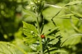 Ladybug sitting on a green plant Royalty Free Stock Photo