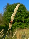 Ladybug sitting on high grass