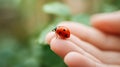 Ladybug sitting on a human hand palm. Green trees forest Royalty Free Stock Photo