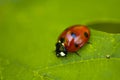 Ladybug sitting on a leaf close up Royalty Free Stock Photo