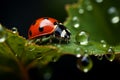 ladybug sitting on a leaf with dew drops