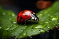 ladybug sitting on a leaf with dew drops