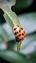 ladybug sitting on a leaf Royalty Free Stock Photo