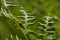 Ladybug sitting on leaf with green background Royalty Free Stock Photo