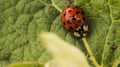 Ladybug sitting on the leaf Royalty Free Stock Photo