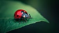 A ladybug is sitting on a leaf Royalty Free Stock Photo