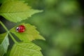 Ladybug sitting on a leaf