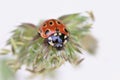 Ladybug sitting on the plant. eyed ladybug. Anatis ocellata.