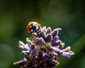 Ladybug sitting on a purple flower - macro
