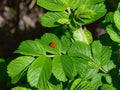 Insect ladybug sits on a leaf. Royalty Free Stock Photo