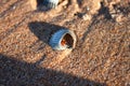 Ladybug sitting in the shell Royalty Free Stock Photo