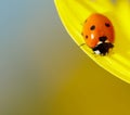 Ladybug sitting on a sunflower