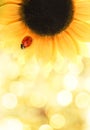 Ladybug sitting on a sunflower Royalty Free Stock Photo