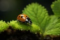 a ladybug sitting on top of a green leaf