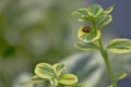 A Ladybug Sitting On Top Of A Green Plant Royalty Free Stock Photo
