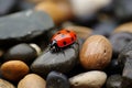 a ladybug sitting on top of a pile of rocks