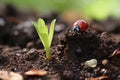 a ladybug is sitting on top of a small plant Royalty Free Stock Photo