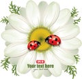 Ladybug sitting on White Daisy, design