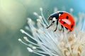 Ladybug sitting on wildflower Royalty Free Stock Photo