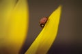 Ladybug sitting on yellow flower petals Royalty Free Stock Photo