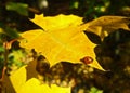 Ladybug sitting at yellow maple leaf at the sun Royalty Free Stock Photo