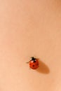 Ladybug on skin Royalty Free Stock Photo