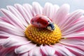 Ladybug Sleeping on the Flower Petal Royalty Free Stock Photo