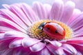 Ladybug Sleeping on the Flower Petal Royalty Free Stock Photo