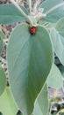 Ladybug sleeping on top a beautiful leaf Royalty Free Stock Photo