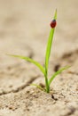 Ladybug on smal plant growing from dried cracked soil. Royalty Free Stock Photo