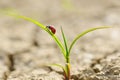 Ladybug on smal plant growing from dried cracked soil. Royalty Free Stock Photo