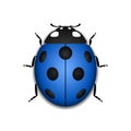 Ladybug realistic cartoon icon Royalty Free Stock Photo