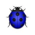 Ladybug realistic cartoon icon Royalty Free Stock Photo