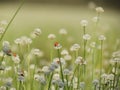 Ladybug on small white flowers blossom Blooming in the meadow. W Royalty Free Stock Photo