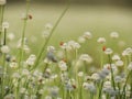 Ladybug on small white flowers blossom Blooming in the meadow. W Royalty Free Stock Photo