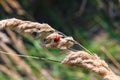 Ladybug and a spider on the ear Royalty Free Stock Photo