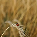 Ladybug on a spike in a wheat field Royalty Free Stock Photo