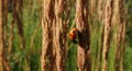 ladybug Royalty Free Stock Photo