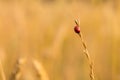 Ladybug on spikelet on blurred background of yellow wheat field
