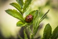 Ladybug in Spring