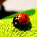 The ladybug standing on the blouse