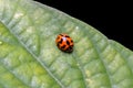 Ladybug standing on green leaf