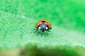 Ladybug standing in the middle of the leaf, Coccinellidae, Arthropoda, Coleoptera, Cucujiformia, Polyphaga Royalty Free Stock Photo