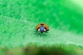 Ladybug standing in the middle of the leaf, Coccinellidae, Arthropoda, Coleoptera, Cucujiformia, Polyphaga Royalty Free Stock Photo