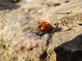 Ladybug stands on the stone