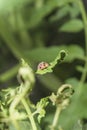 Ladybug staying on the tomato leaf Royalty Free Stock Photo