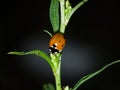Ladybug on a stem in the dark, macro, selective focus Royalty Free Stock Photo